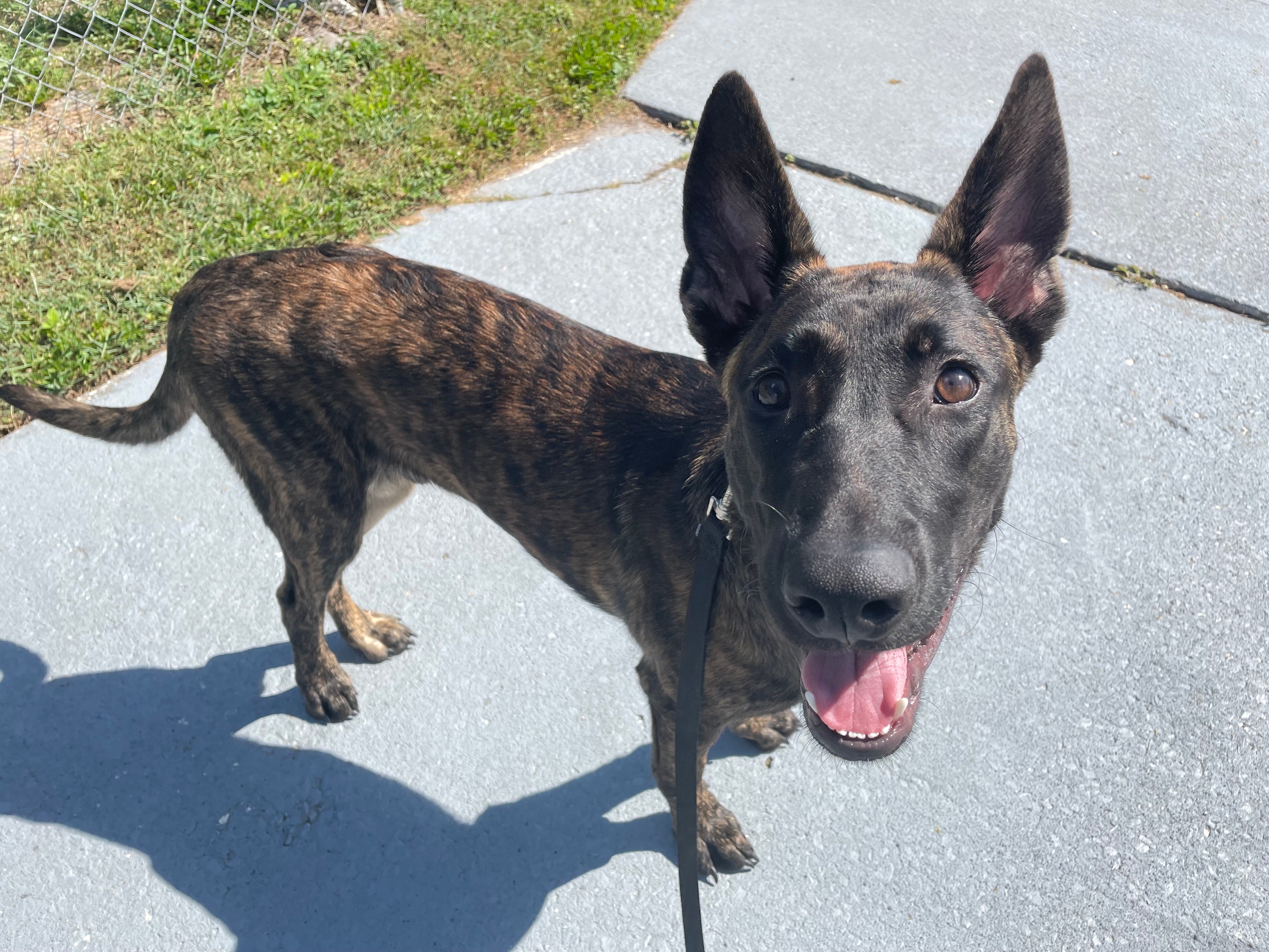 Dutch shepherd 2024 malinois mix